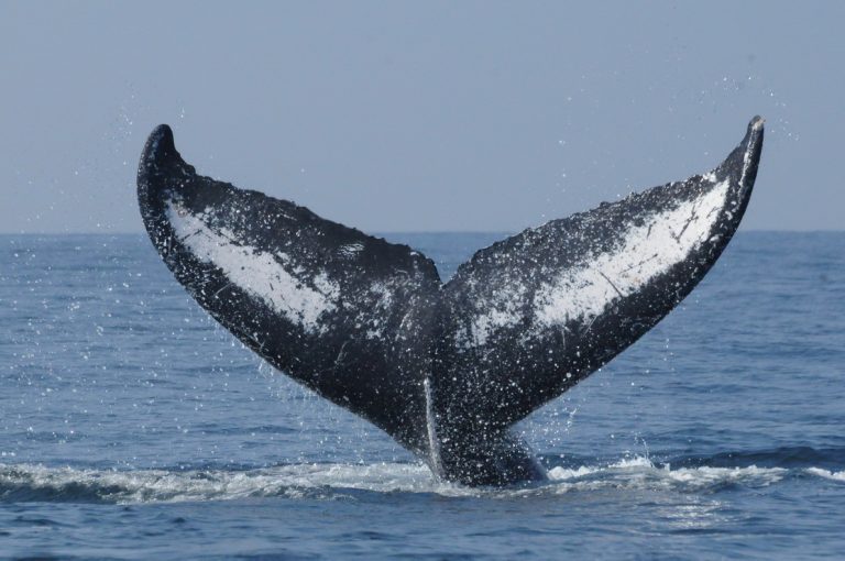 Good Bye Whales! Happy end of whale season 2022