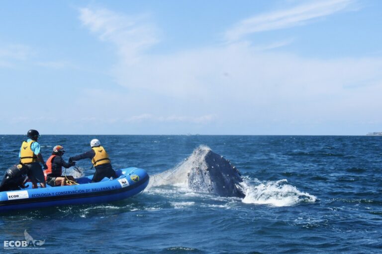 CINCO BALLENAS MÁS RESCATADAS