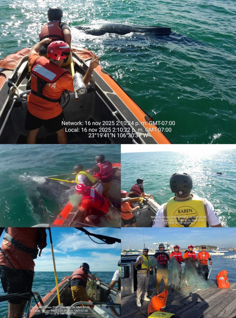 Ballena Desenmallada