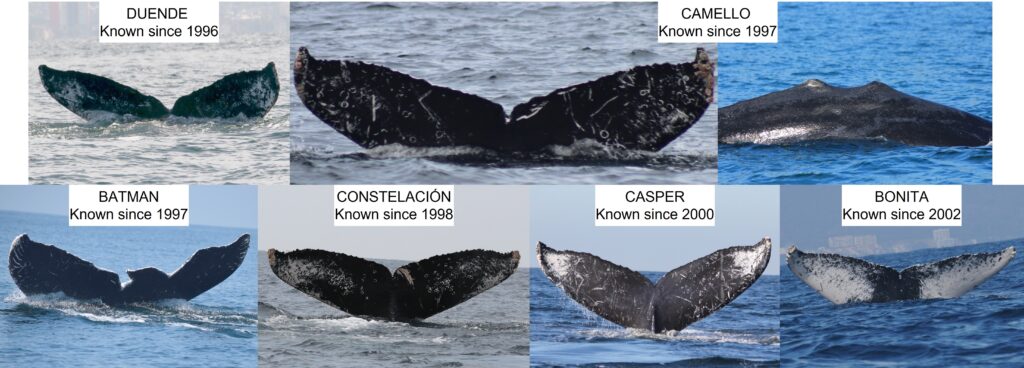 Colas de ballenas