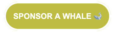 Sponsor a Whale