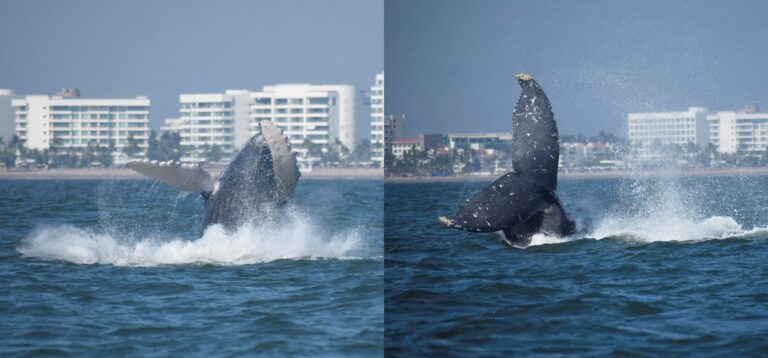 Ballenas saltando